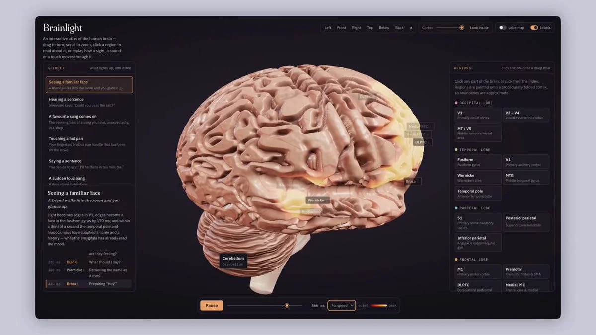 Señales interactivas 3D del cerebro humano