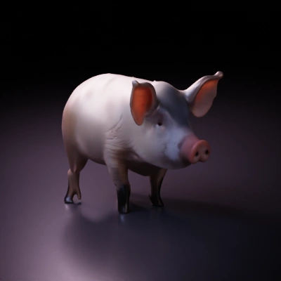 Pig looking forward with large ears.