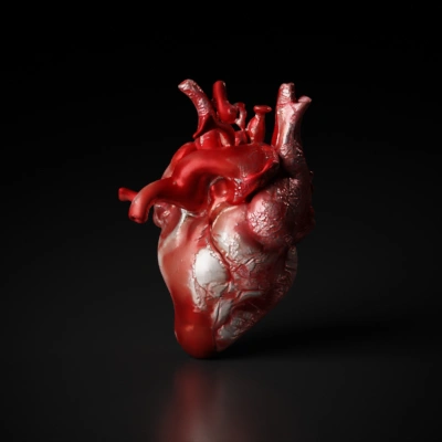 Realistic anatomical heart with detailed textures. Realistic anatomy of heart.