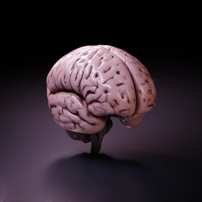 Brain model with detailed folds and lobes.