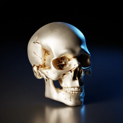 Human skull.