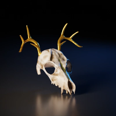 Deer skull with large antlers.