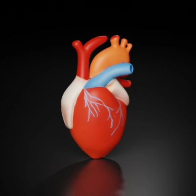 Human heart, anatomical representation.