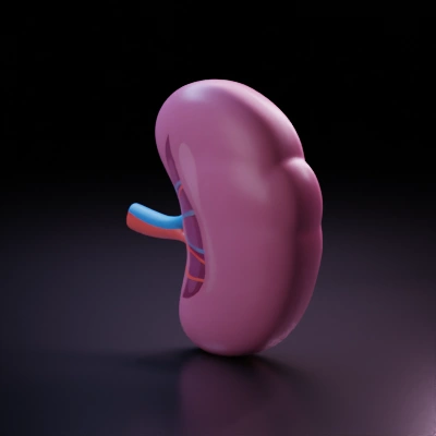 Human kidney, internal anatomy, medical illustration.