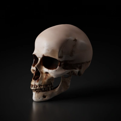 Human skull model.