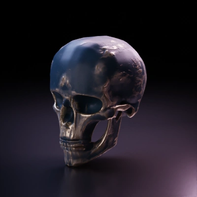 Human skull, detailed structure.