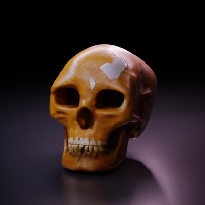 Human skull, detailed anatomical model.