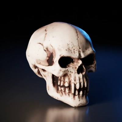 Human skull with detailed features, hollow eye sockets.