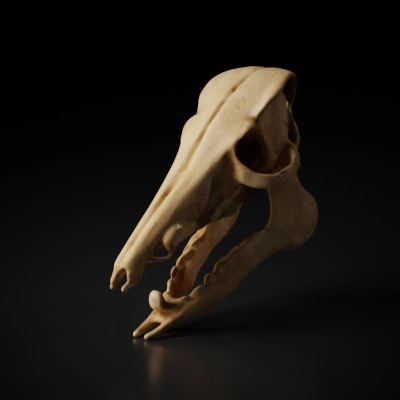 Animal skull with sharp teeth.
