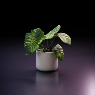 Monstera plant in white pot.