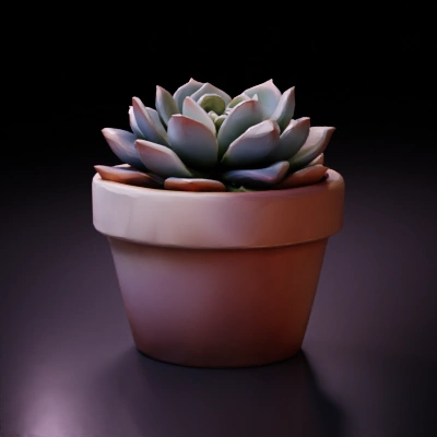 potted succulent plant.