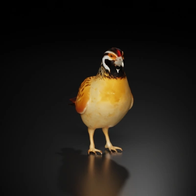 Quail-like bird, detailed feather patterns, realistic model.
