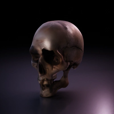 Human skull, realistic anatomy.