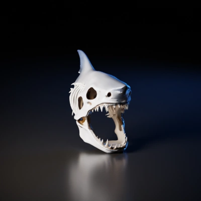 Shark skull skeleton.