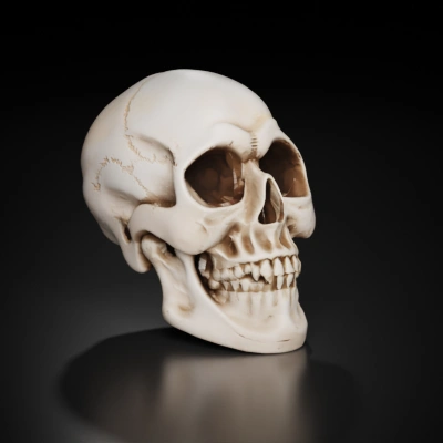 human skull.
