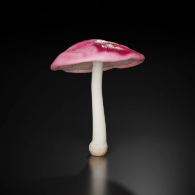 Tall mushroom with delicate gills.