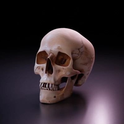 human skull bone.
