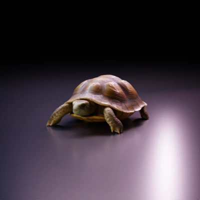 Realistic turtle with detailed shell and limbs.