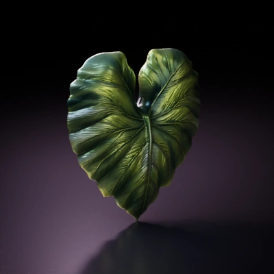 Leaf with heart-like shape.
