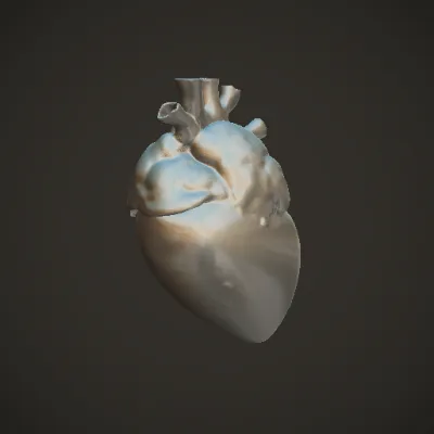Human heart model with detailed anatomy. Symmetric geometry, complex geometry, smooth edges.