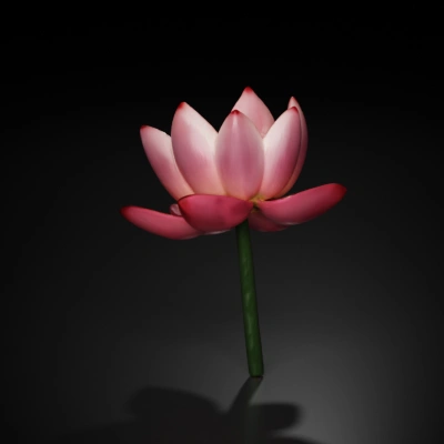 Blooming lotus flower with layered petals and long stem.