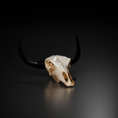 Bull skull, with horns, frontal view.