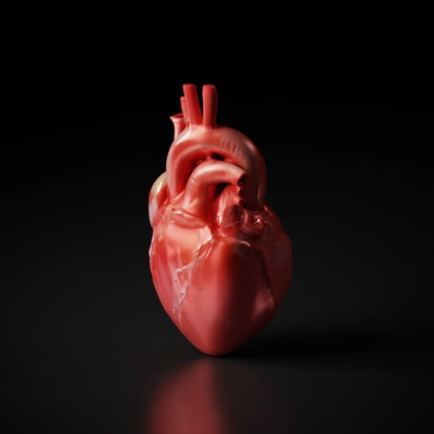 Detailed human heart model, anatomical structure.