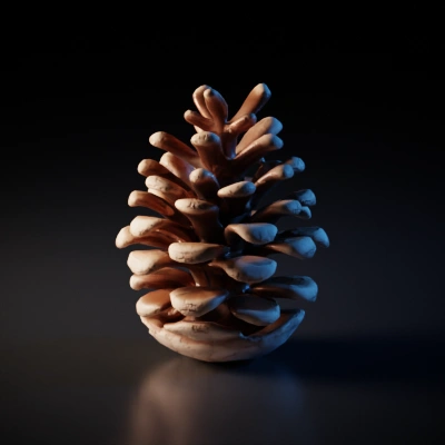 Pine cone, natural texture.