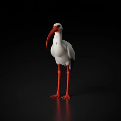 Hadeda with long beak and legs.