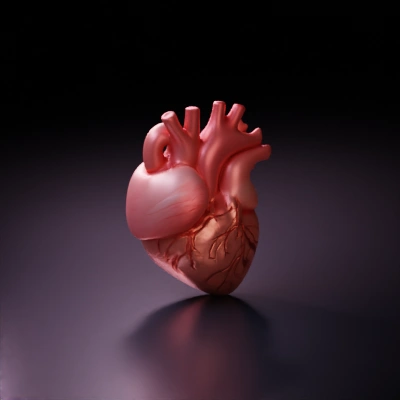 Human heart, realistic anatomical model.