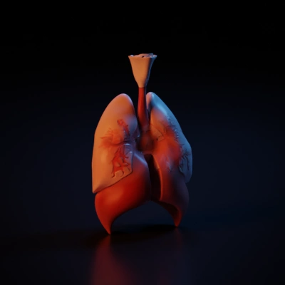 Internal organs showing lungs, heart, and trachea.