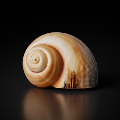 spiral seashell with striped patterns.