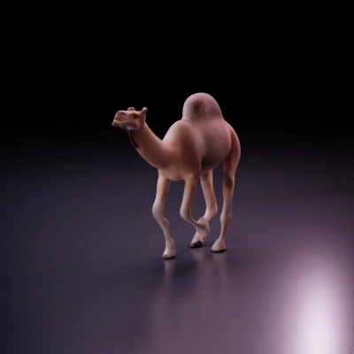 Single-humped desert camel; smooth edges, character.