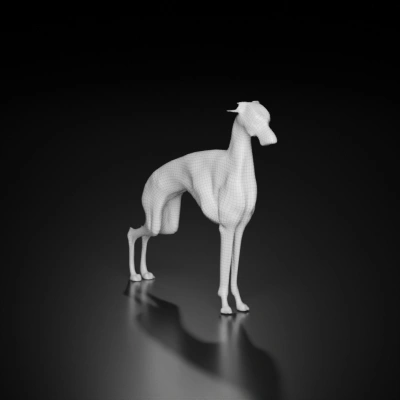 Elegant greyhound standing, race dog breed.