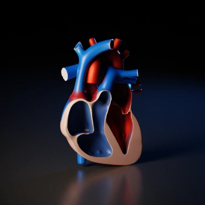 half human heart anatomical model.