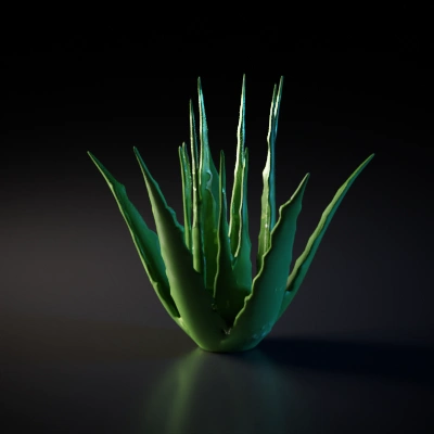 Aloe Vera plant, spiky leaves, close up.