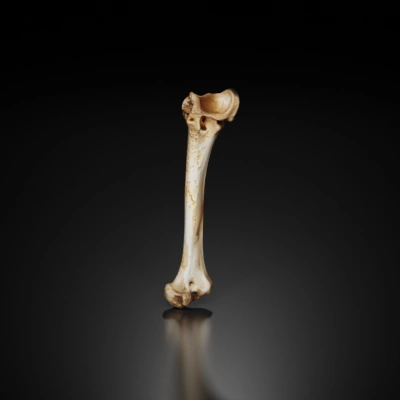Human femur bone.