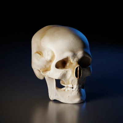 Human skull structure.